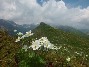 74 Anemone narcissino con vista verso monti Laghi Gemelli
